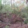 Creek in Wooded Area of Park March 2012