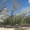 Hundreds of dogwood trees can be found on the densely wooded lots.